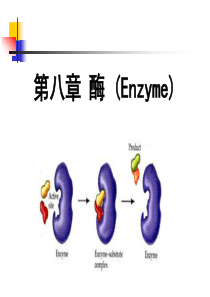 第8章酶解析