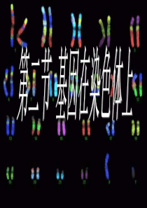 高二生物基因在染色体上4