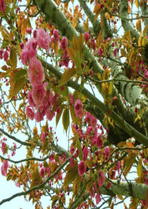 2014新人教版八年级物理下册第九章第三节大气压强课件