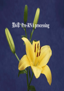 77第6章转录后加工