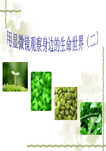 用显微镜观察身边的生命世界(二)