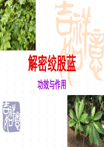 解密绞股蓝――功效与作用