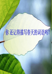 《春雨的色彩》课件4(ppt)