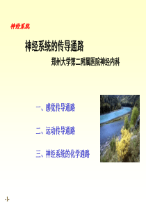 神经系统传导路