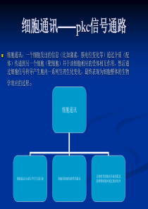 细胞信号转导PKC途径