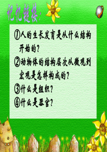 第二单元第三章第二节 植物体的结构层次1 (3)