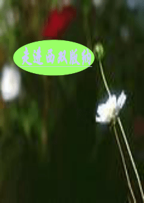 19《美丽的西双版纳》课件