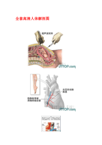 医学系统解剖图