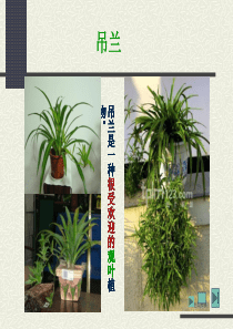 培智语文《吊兰》课件