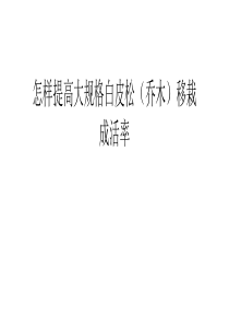 怎样提高大规格白皮松(乔木)移栽成活率