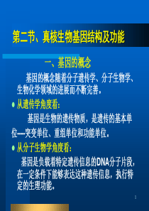 真核生物基因结构