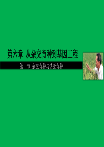 杂交育种与诱变育种课件(精美)