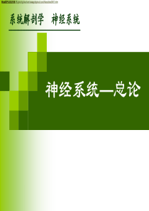 神经系统 总论 人体解剖学 系统解剖学