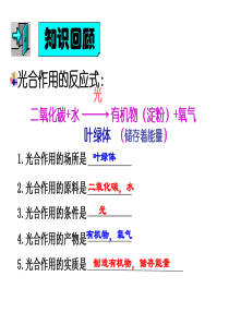 七年级生物5-2 呼吸作用北师大