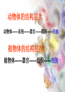 七年级生物《单细胞生物》课件