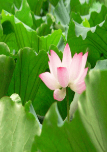 九年级语文上册陈涉世家课件人教版