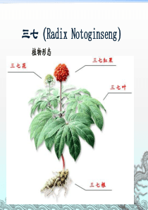 中药材相关知识培训