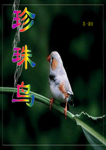 苏教版四年级上册第21课-珍珠鸟