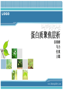 蛋白质聚焦层析