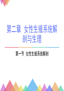 妇产科生理解剖