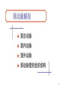 外周动脉解剖简明图