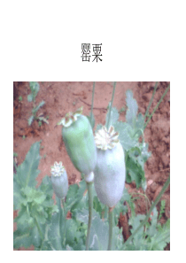 中药图片1