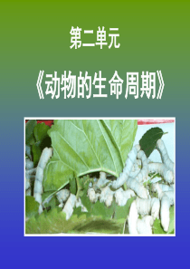 三下二单元《动物的生命周期》教材分析
