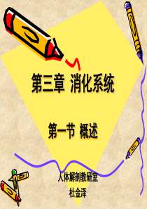 (正常人体结构学)第三章 消化系统