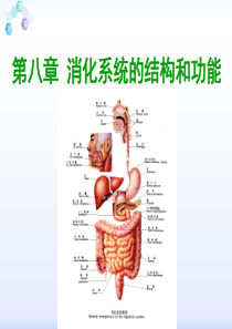 消化系统结构功能