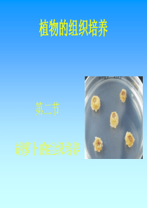 2012 胡萝卜组织培养