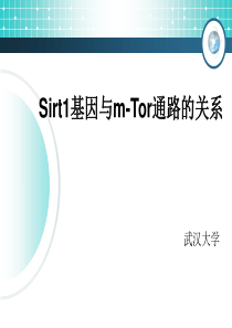 Sirt1基因与m-Tor通路的关系