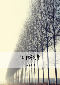14 白杨礼赞