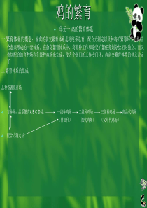 鸡的人工授精