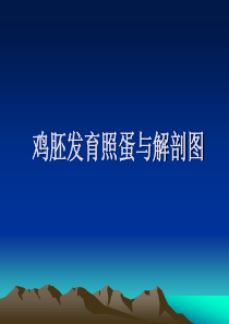 鸡胚发育照蛋与解剖图