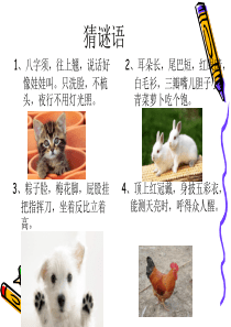 二年级我喜欢的小动物