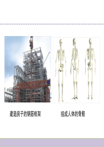 1.骨骼