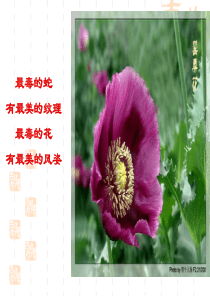 珍爱生命和远离毒品