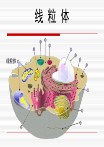 线粒体-药学细胞学