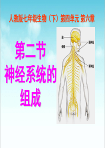 《神经系统的组成》参考课件