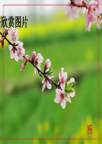 《春》ppt 完美版
