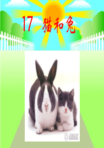 《猫和兔》ppt