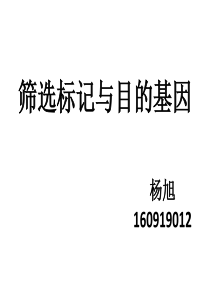筛选标记和目的基因