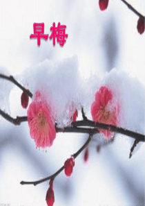 《早梅》系列诗歌鉴赏