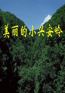 《美丽的小兴安岭》PPT课件(修改版)