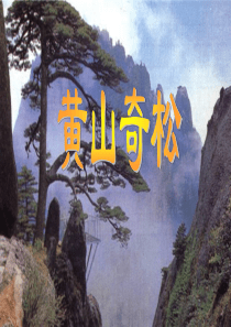 苏教版小学五年级语文上册黄山奇松课件ppt