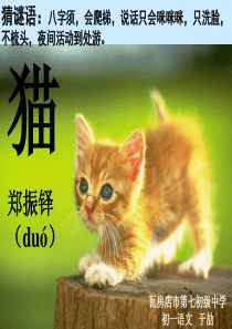 17《猫》课件