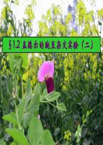 20孟德尔的豌豆杂交试验二