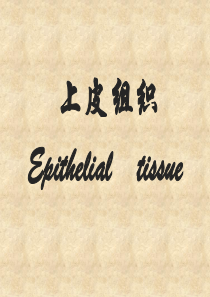 组织学与胚胎学--上皮组织 PPT课件