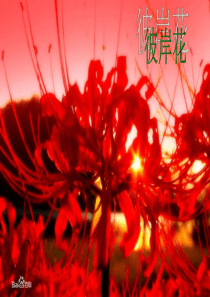 彼岸花