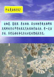 污水的生物处理活性污泥法